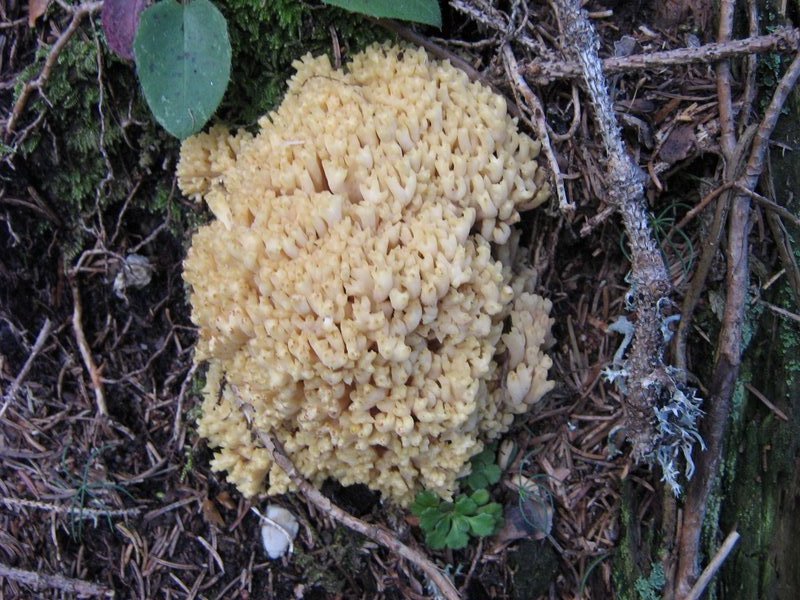 Due funghi dalla Slovenia